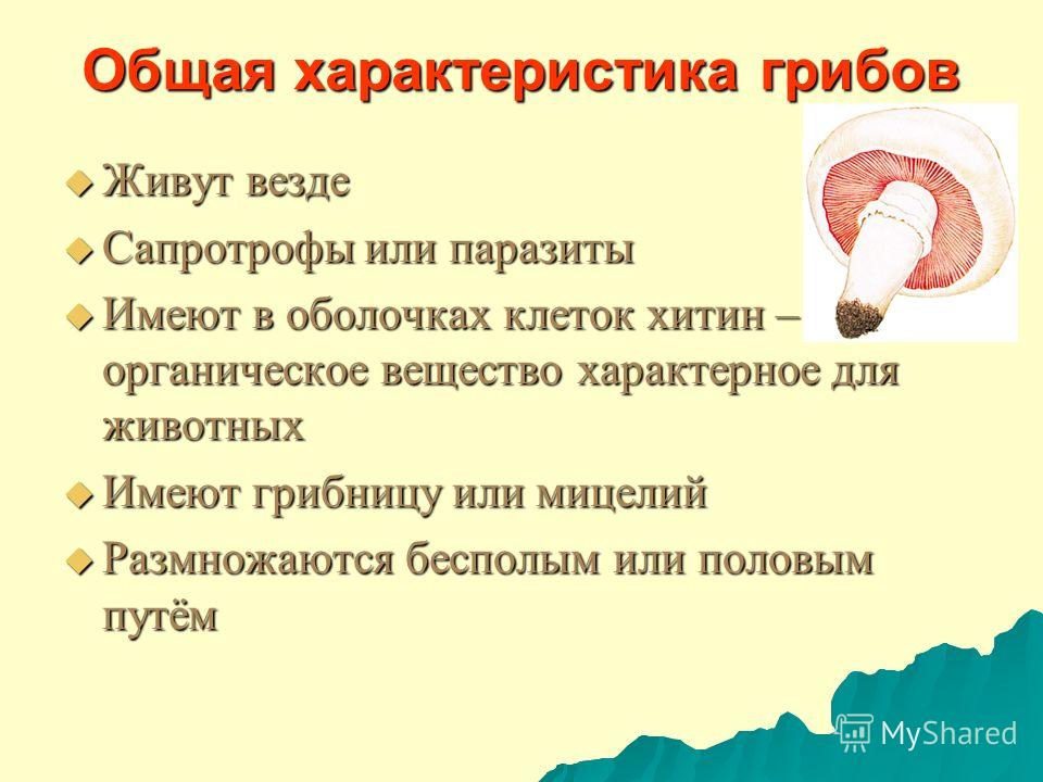 Общая характеристика грибов Живут везде Живут везде Сапротрофы или паразиты Сапротрофы или паразиты Имеют в оболочках клеток хитин – органическое вещество характерное для животных Имеют в оболочках клеток хитин – органическое вещество характерное для