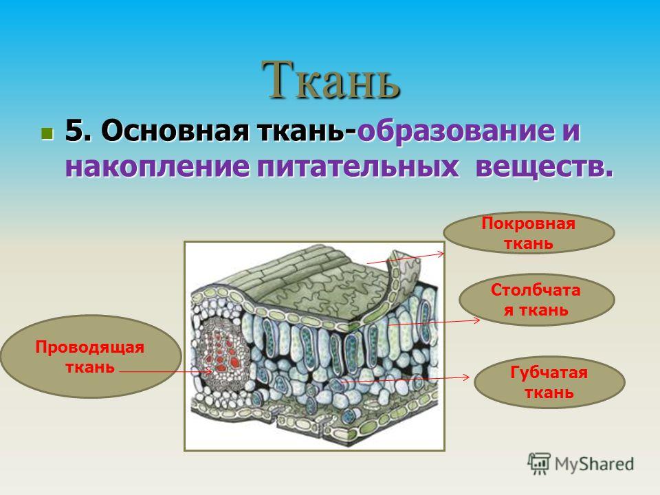 Ткани растений информация для 6 класса готовые презентации