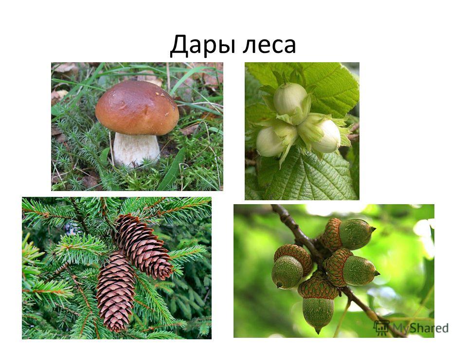 дары леса картинки онлайн дары леса картинки