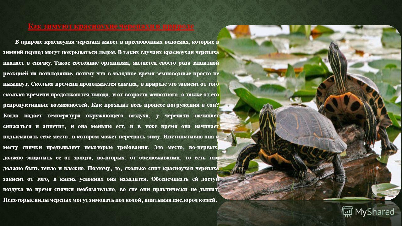 У меня живет красноухая черепаха в домашних условиях