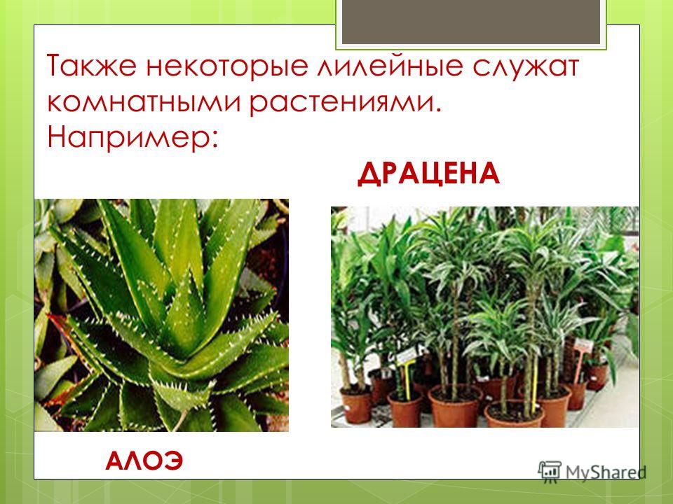 Все цветы семейства лилейных комнатные Все цветы семейства лилейных комнатные