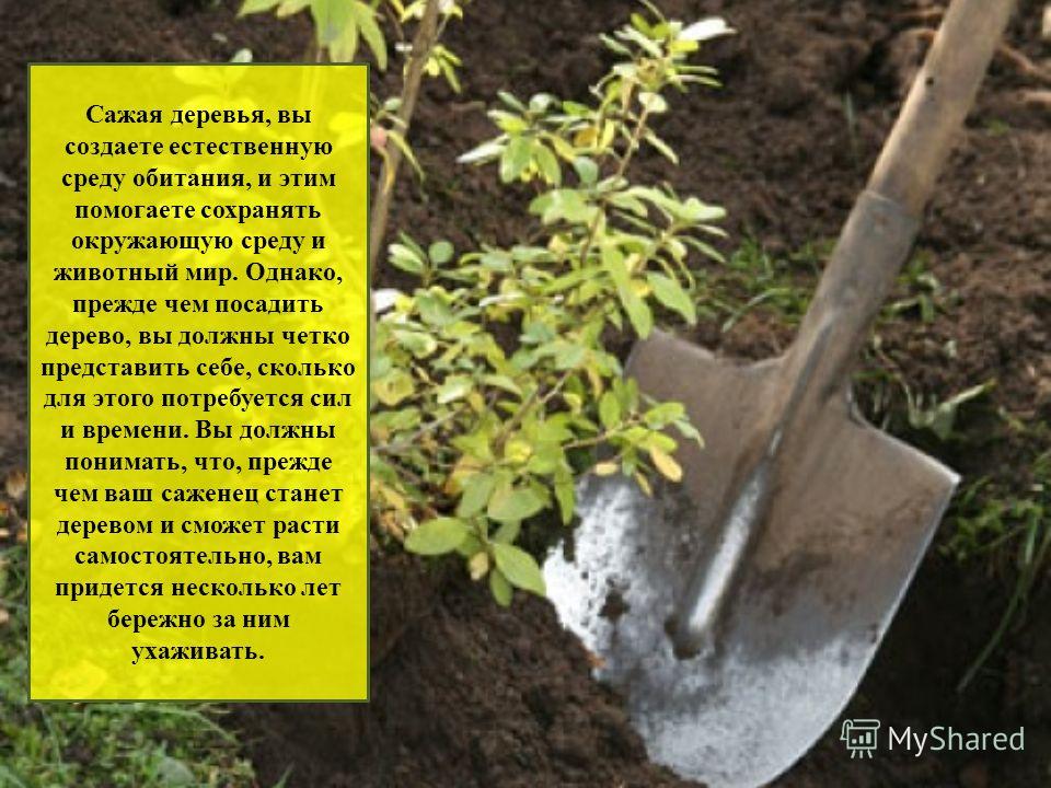 Сажать дерево во сне для женщины 53