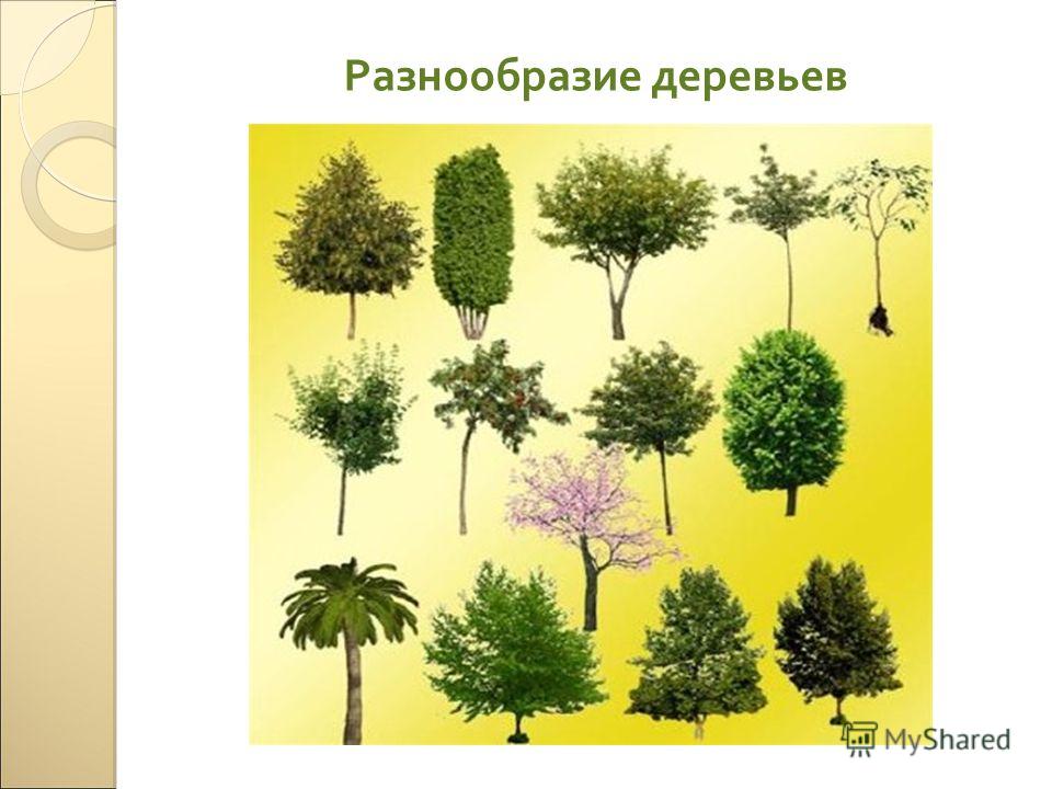 Разнообразие деревьев