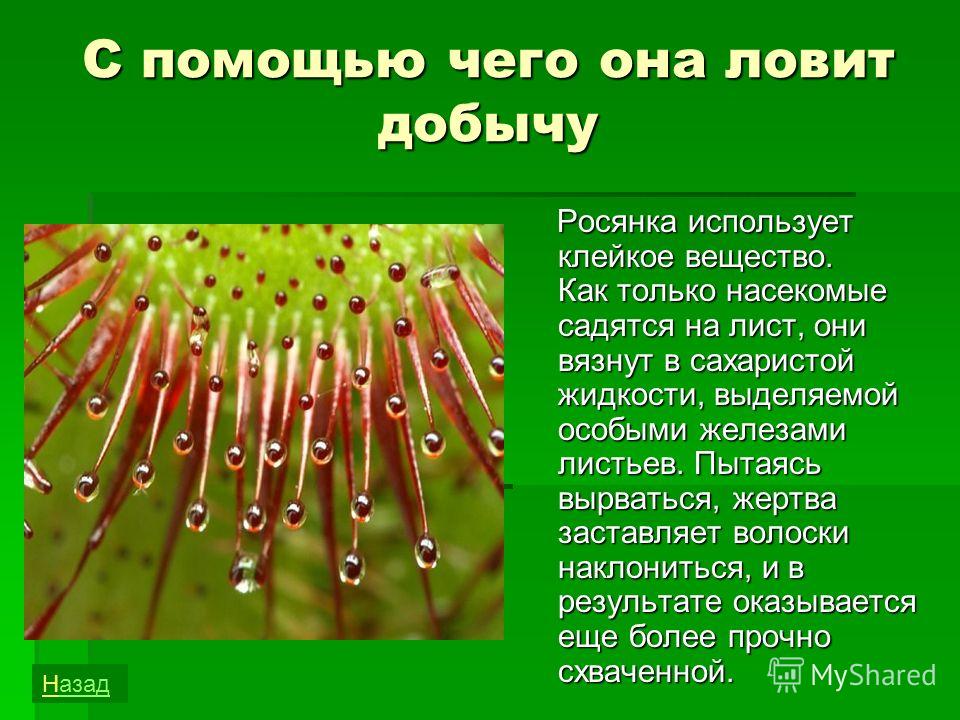 растения ловящие насекомых и их название растения ловящие насекомых и их название