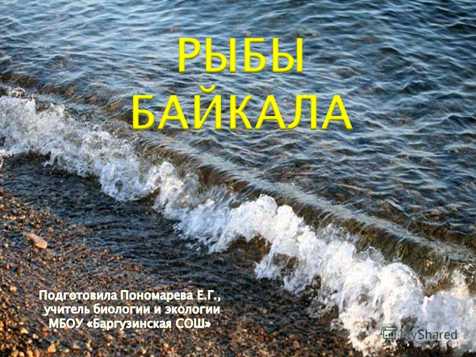 Фото Байкальской Рыбы