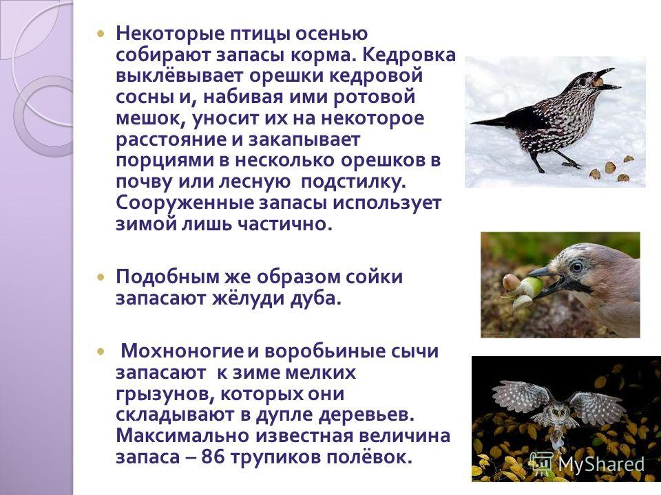 Как собирают семена сосны Как собирают семена сосны