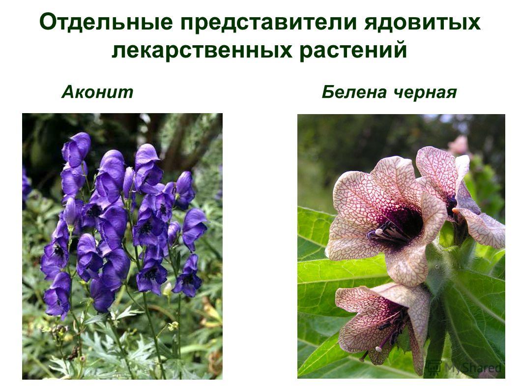 Ядовитые растения - блог Санатории Кавказа