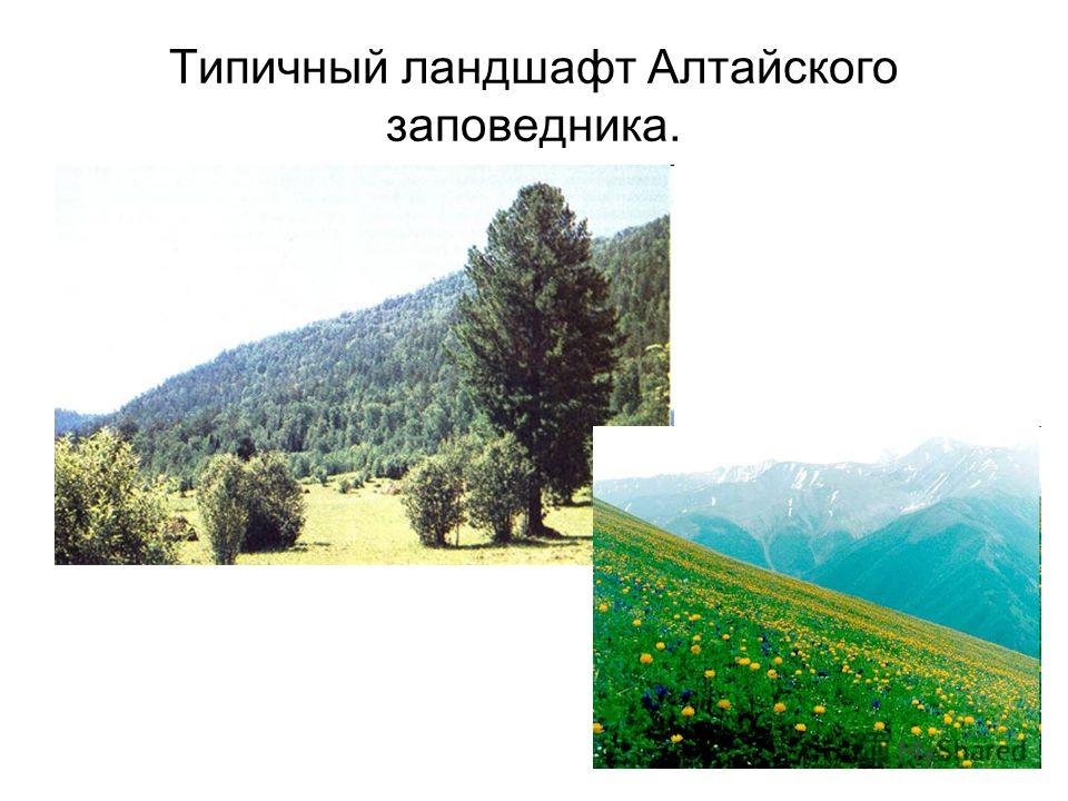 Типичный ландшафт Алтайского заповедника.