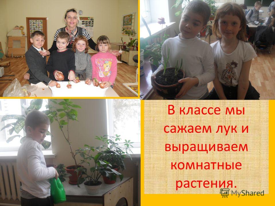 Мы с классом сажаем 53 Мы с классом сажаем 17