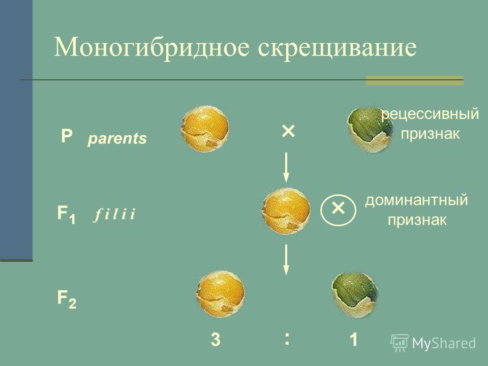 Задачи Моногибридное Скрещивание - 80 фото