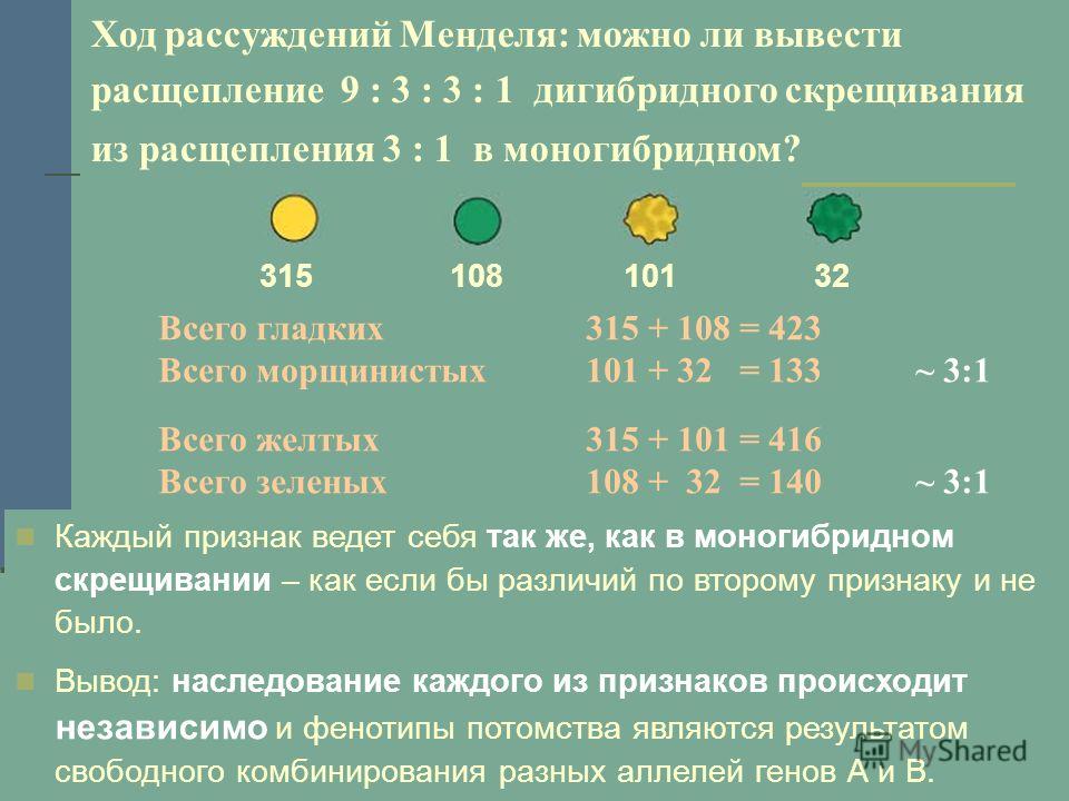 Дигибридное скрещивание презентация 9 класс