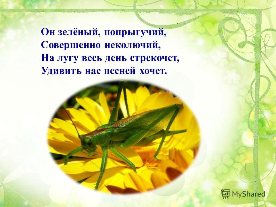 Презентация 1 класс изо рисуем насекомых