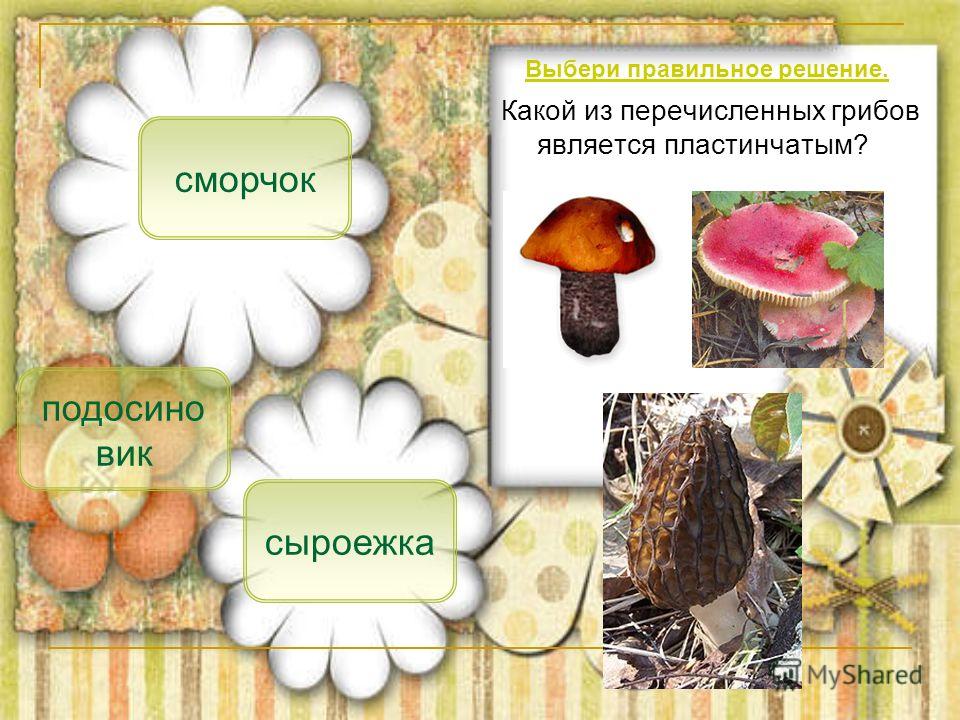 организм хозяин гриб паразит признаки заболевания организм хозяин гриб паразит признаки заболевания