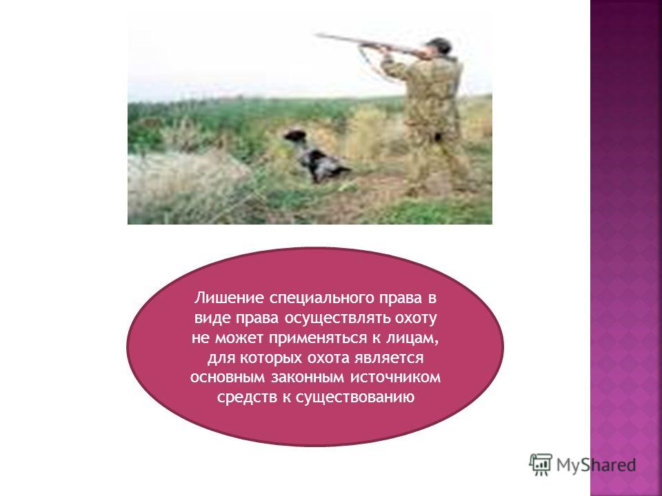 что такое лишение права охоты правила