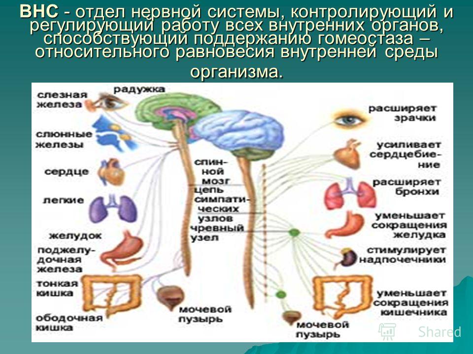 вегетативная нервная система причины термобелье позволит Вам