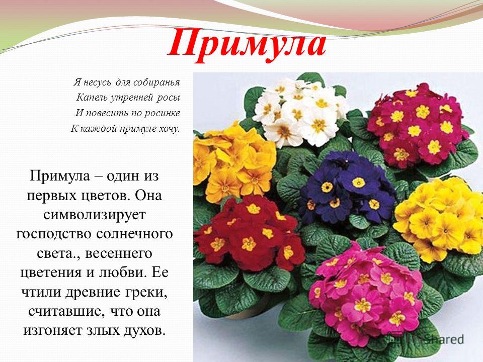 Как выглядит цветы примула Примула описание Фитостудия-63.ру