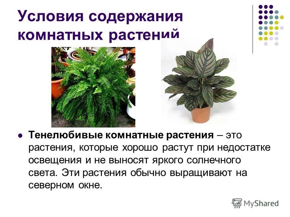Условие содержания домашних растениях Условие содержания домашних растениях