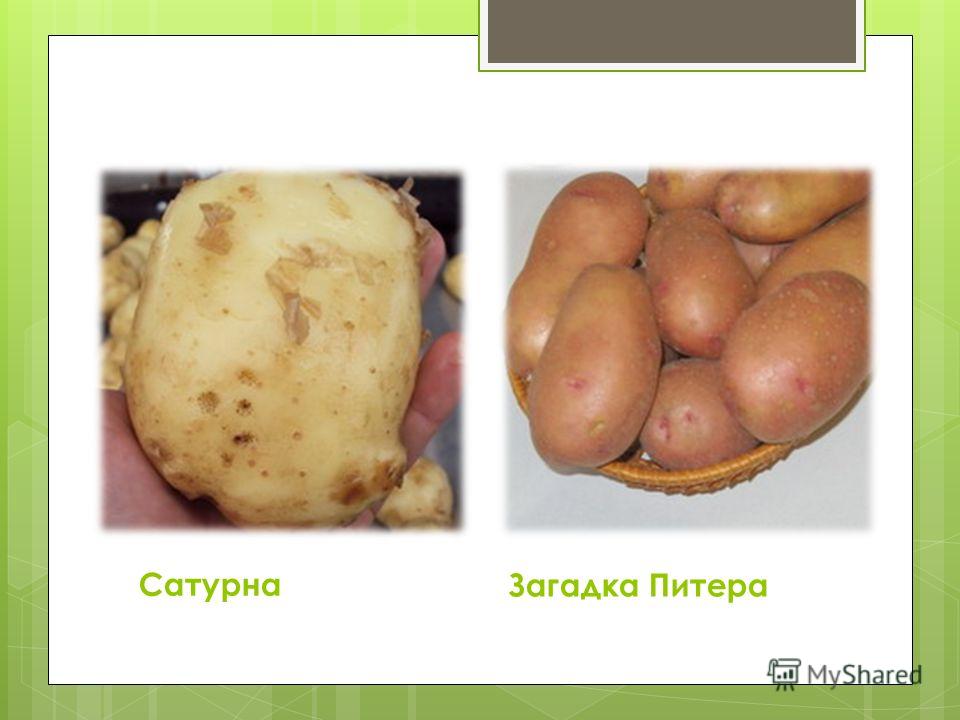 Картофель сорт загадка Картофель сорт загадка