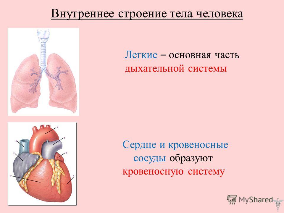 Легкие – основная часть дыхательной системы Сердце и кровеносные сосуды образуют кровеносную систему Внутреннее строение тела человека