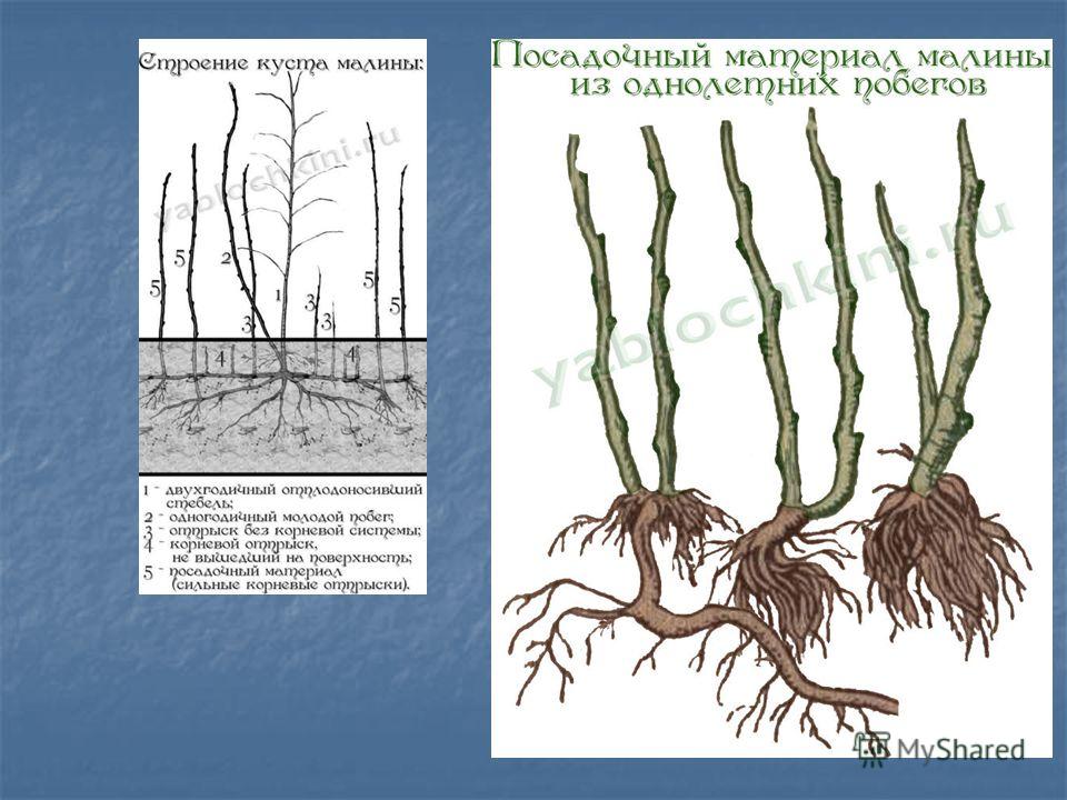 Корневая система малины глубина и расположение