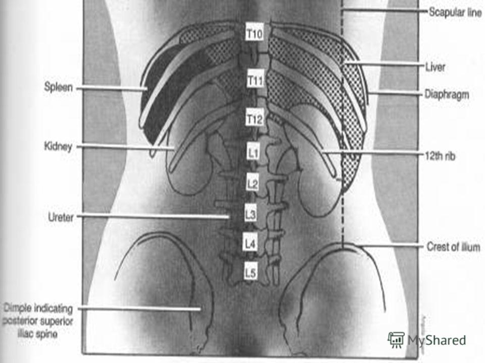 Image result for twelfth rib dorsal body