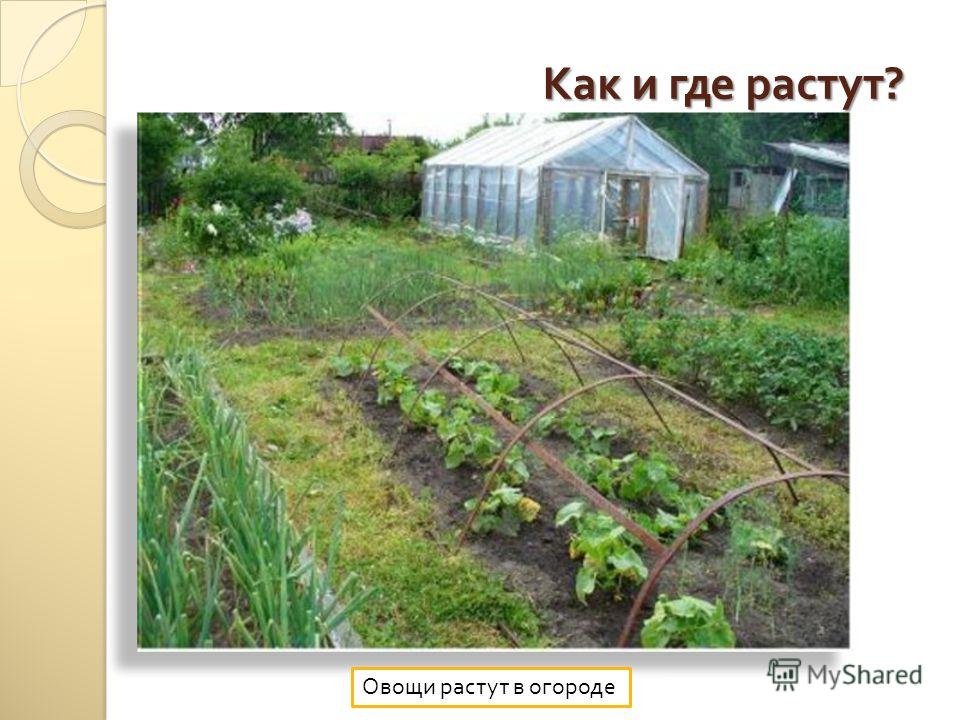 Овощи сажают на огороде или в огороде Овощи сажают на огороде или в огороде