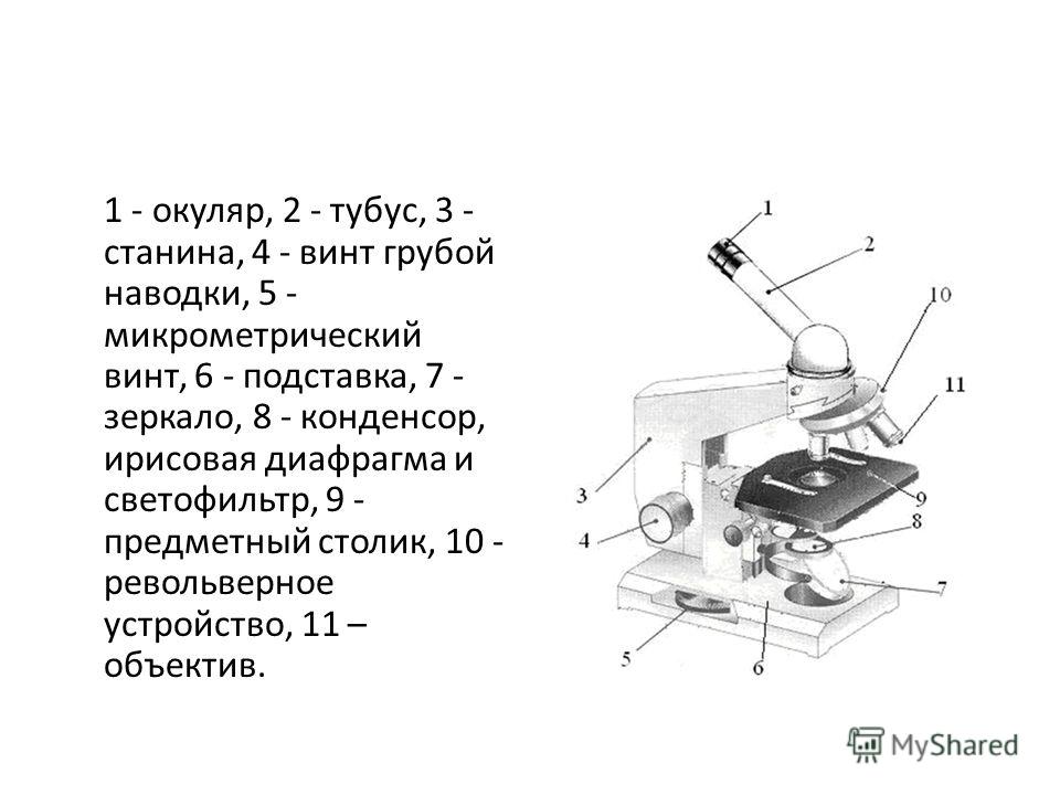 Невидимый мир, работа с микроскопом - презентация онлайн