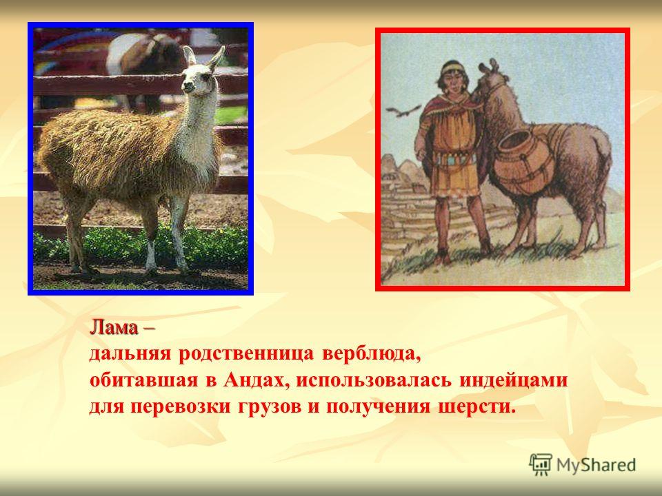 Лама – Лама – дальняя родственница верблюда, обитавшая в Андах, использовалась индейцами для перевозки грузов и получения шерсти.
