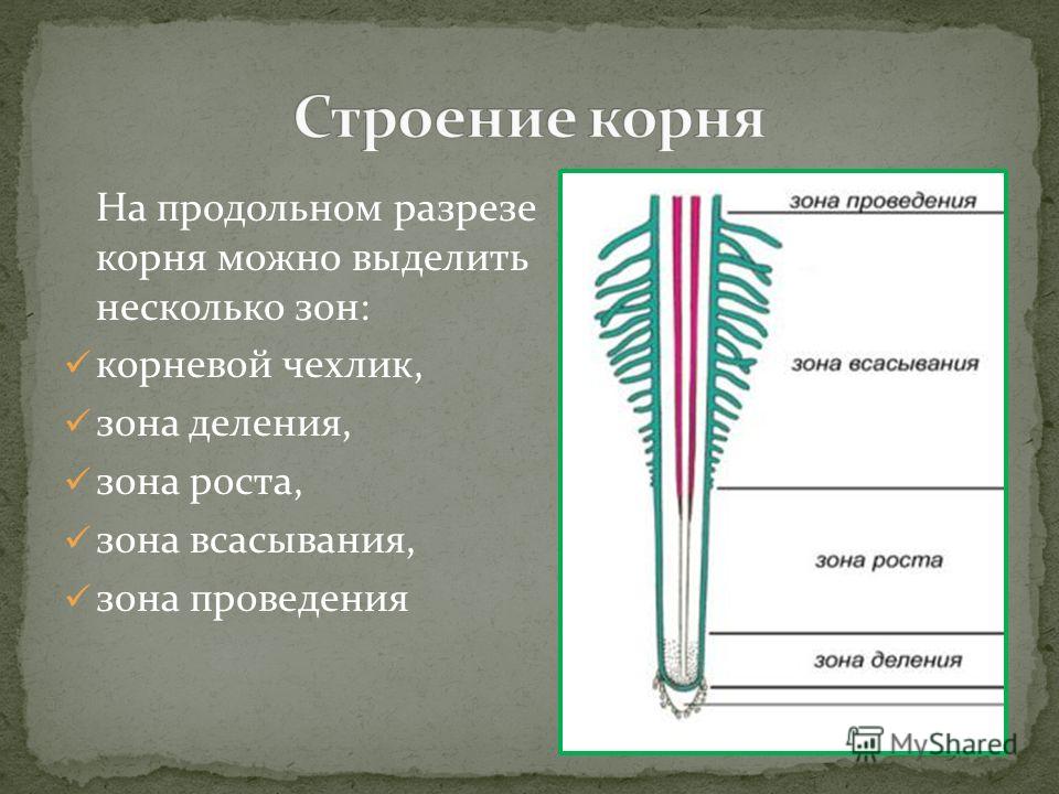 Правильное расположение зон корня Презентация на тему: "МОАУ СОШ с УИОП 47 города Кирова Воробьёва Ольга Юрьевна."
