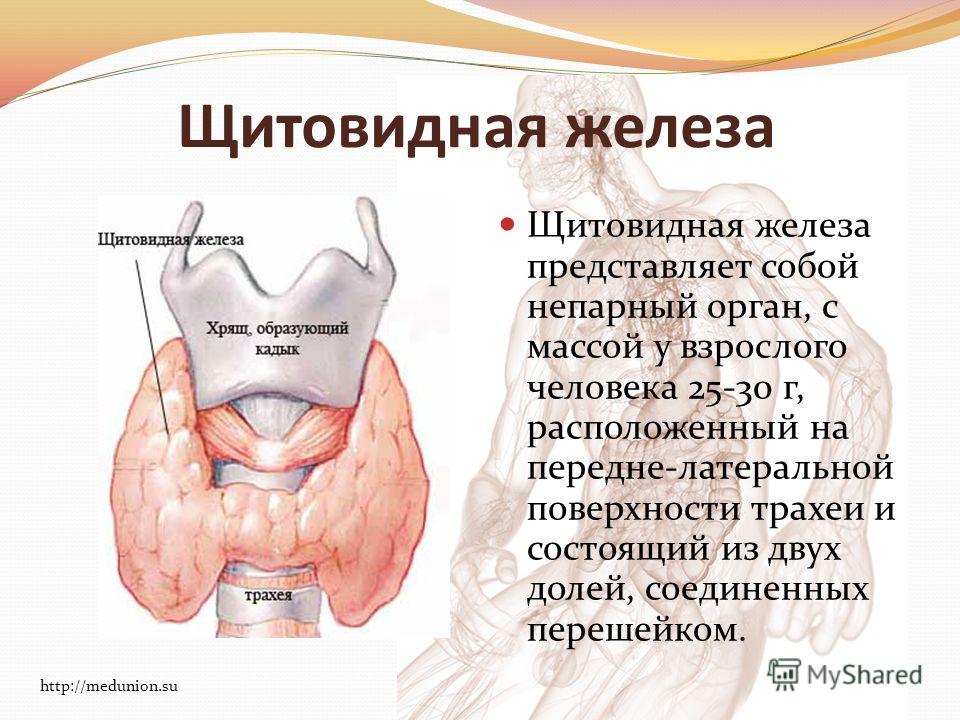 Где у человека находится щитовидка Где у человека находится щитовидка