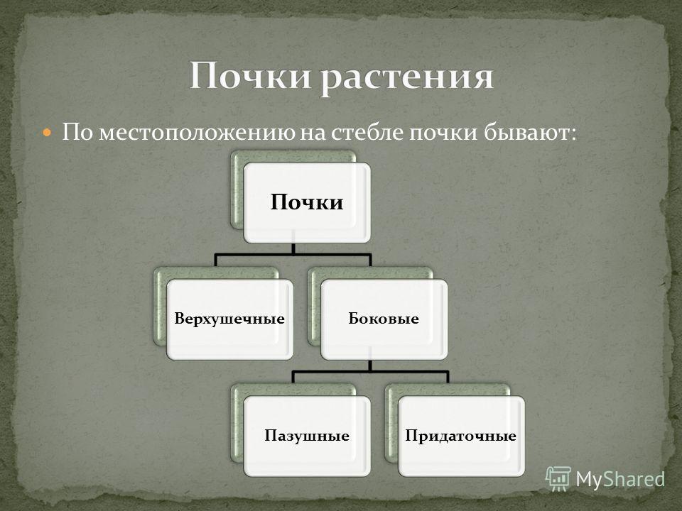 Какие бывают почки по расположению на стебле Презентация на тему: "МОАУ СОШ с УИОП 47 города Кирова Воробьёва Ольга Юрьевна."