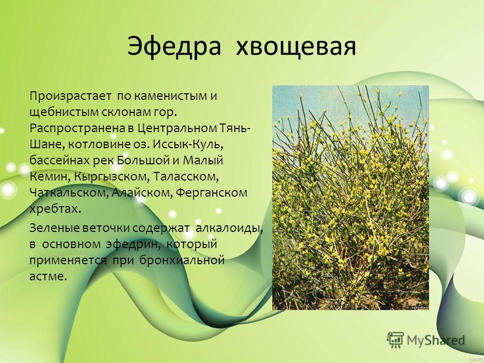 ephedra essay ephedra essay