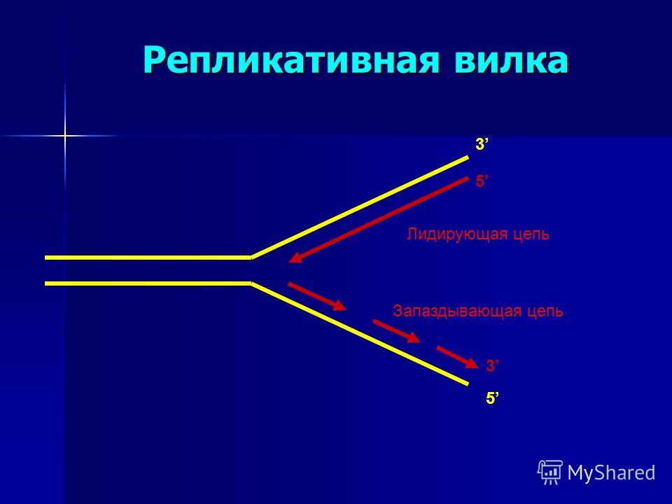 Какой цифрой на схеме обозначена репликационная вилка