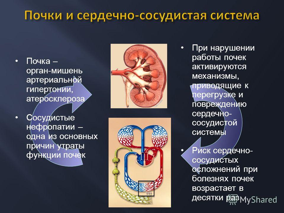 Все болезни связаны с почками Все болезни связаны с почками