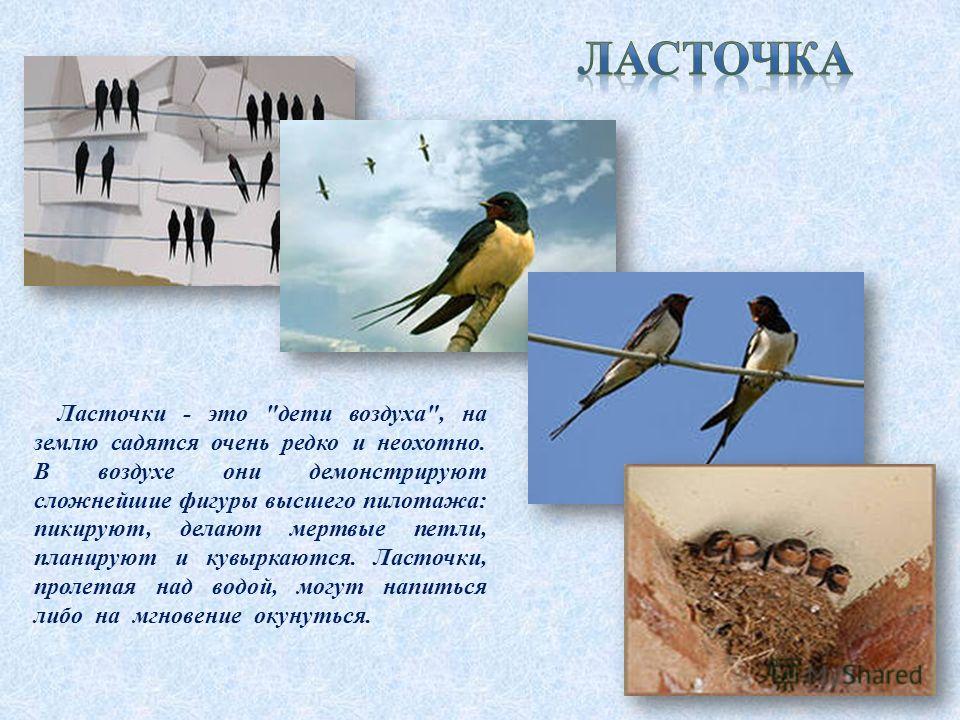 Заочный конкурс ласточки Заочный конкурс ласточки