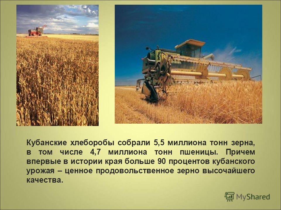 Кубанские хлеборобы собрали 5,5 миллиона тонн зерна, в том числе 4,7 миллиона тонн пшеницы. Причем впервые в истории края больше 90 процентов кубанского урожая – ценное продовольственное зерно высочайшего качества.