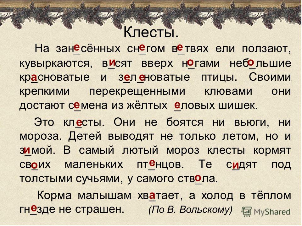 Птицы едят семена ели Птицы едят семена ели