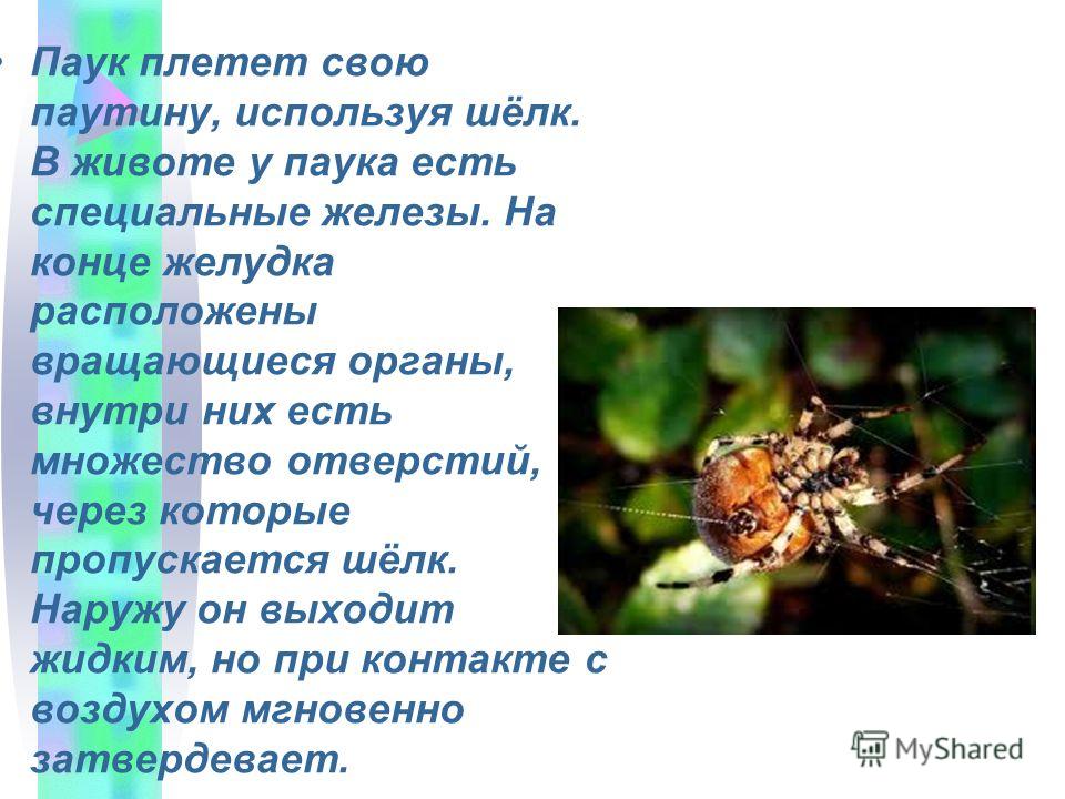 Где плетет паутину паук Где плетет паутину паук