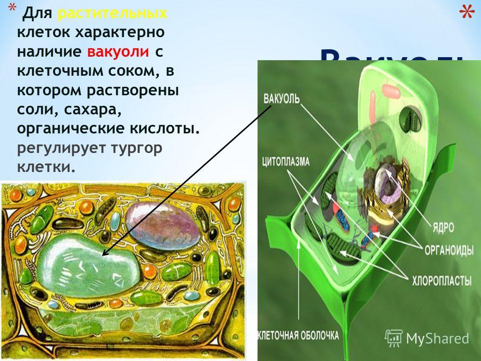 Как связаны клетки растений Как связаны клетки растений
