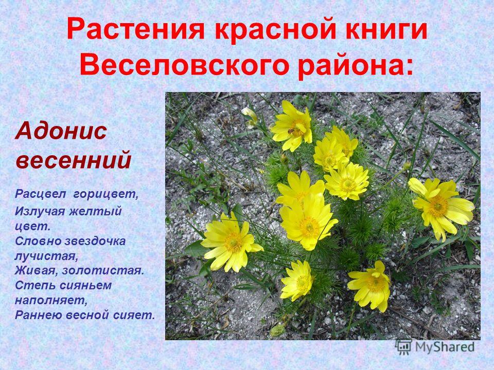 Погода на 7 дней в орловском