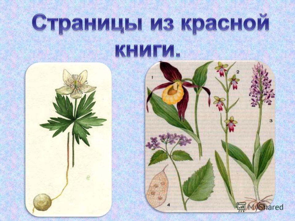 Погода в п. большой-царын