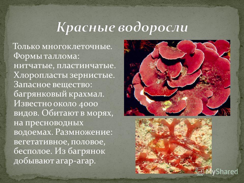 Реферат Про Водоросли 7 Класс Реферат Про Водоросли 7 Класс