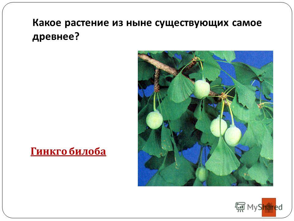 Семена индийский подорожник Семена индийский подорожник