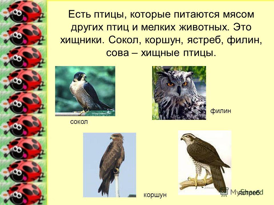 коршун ястреб сокол фото онлайн коршун ястреб сокол фото