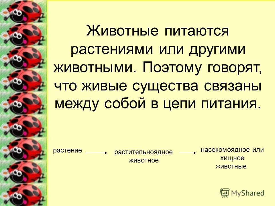 Связаны способ питания образ жизни простейших Связаны способ питания образ жизни простейших