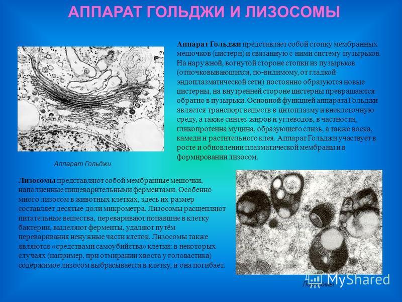 Как самостоятельно, без посредников заказать одежду из США? Как растянуть бутсы Все советы для дома