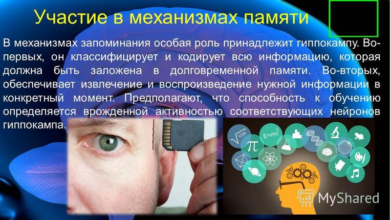 Механизм долговременной памяти связан с Механизм долговременной памяти связан с