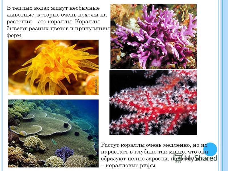 В теплых водах живут необычные животные, которые очень похожи на растения – это кораллы. Кораллы бывают разных цветов и причудливых форм. Растут кораллы очень медленно, но их нарастает в глубине так много, что они образуют целые заросли, похожие на л