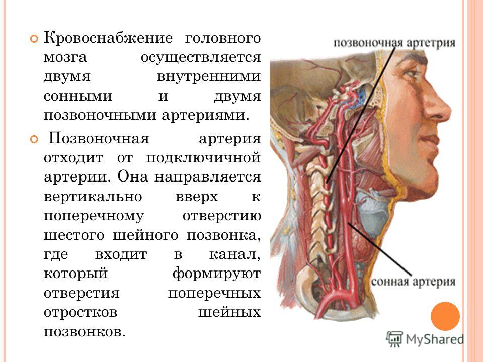 Остеохондроз позвоночника - Причины, симптомы и лечение. Журнал Медикал Шейные позвонки. Анатомия в картинках. Атлас анатомии человека онлайн