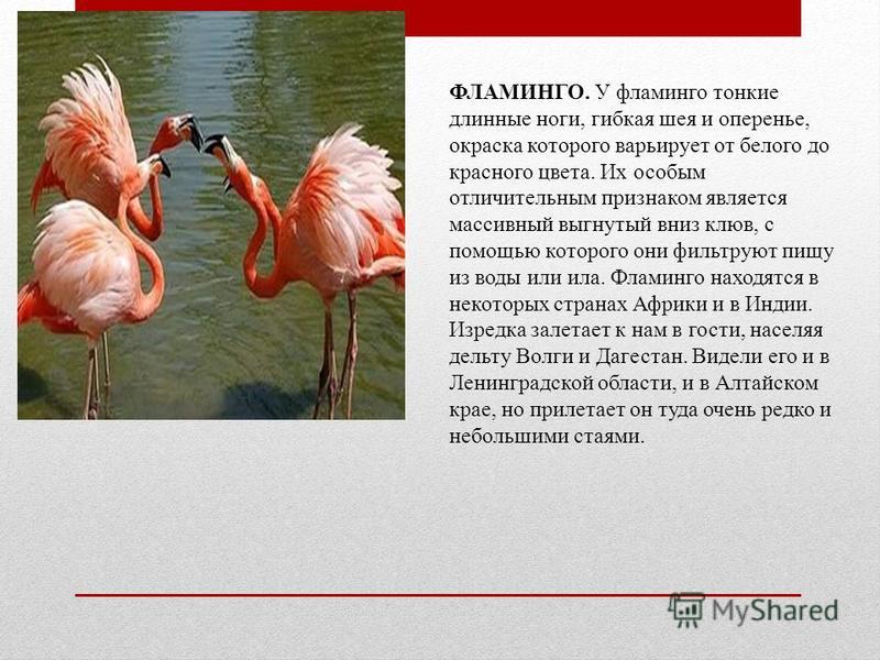 Животные Красной Книги Дагестана Фото